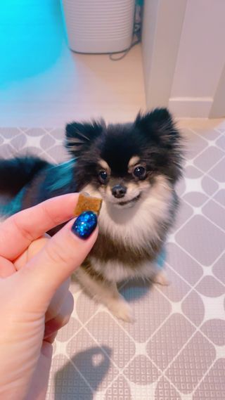 My Pet Care 천연단백질 관절건강에 개좋아 — 4점을 준 리뷰어가 2021년 2월 올린 사용 사진