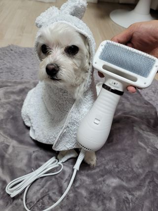 아베크 펫 강아지 고양이 애견 에어 브러쉬 드라이기 올인원 — 5점을 준 리뷰어가 2021년 7월 올린 사용 사진