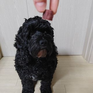My Pet Care 천연단백질 눈건강에 개좋아 — 5점을 준 리뷰어가 2021년 1월 올린 사용 사진