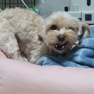 아코맘님이 올린 리뷰 사진 4