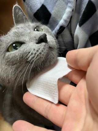[자유펫] 고양이 턱드름 여드름 예방 및 제거 세트, 블랙씨드케어박스 — 5점을 준 리뷰어가 2021년 10월 올린 사용 사진