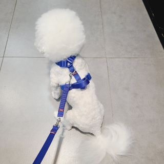 삼숑이맘님이 올린 리뷰 사진 4