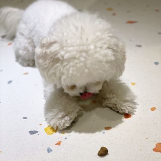 My Pet Care 천연단백질 관절건강에 개좋아 — 5점을 준 리뷰어가 2021년 3월 올린 사용 사진