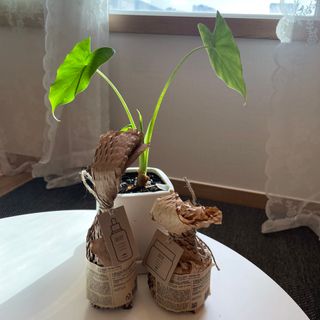짱이님이 올린 리뷰 사진 1