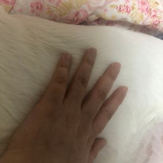 마리앤루이펫샴푸 [mari and louie pet shampoo] — 4.5점을 준 리뷰어가 2021년 5월 올린 사용 사진