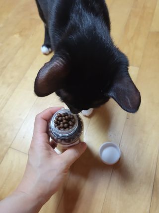 펫21 그로그로 에너지 강아지 고양이 반려동물 한방 영양제 비타민 종합 영양제 — 5점을 준 리뷰어가 2022년 1월 올린 사용 사진