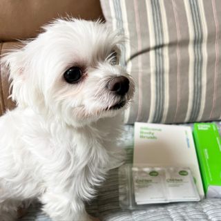 whol 키토미스트 150ml + 실리콘바디브러쉬  강아지 고양이 항균항바이러스, 강력탈취 피부 보습,무향 — 5점을 준 리뷰어가 2022년 9월 올린 사용 사진