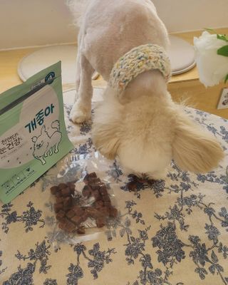 My Pet Care 천연단백질 눈건강에 개좋아 — 5점을 준 리뷰어가 2021년 1월 올린 사용 사진
