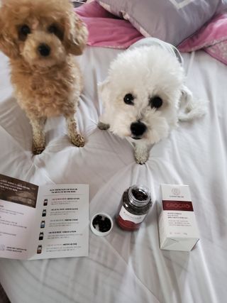 펫21 그로그로 5종 강아지 고양이 반려동물 한방 영양제 — 5점을 준 리뷰어가 2021년 11월 올린 사용 사진