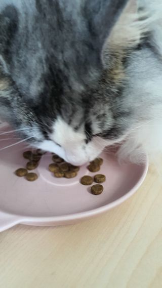 토우 프레이 칠면조 캣 — 5점을 준 리뷰어가 2021년 5월 올린 사용 사진