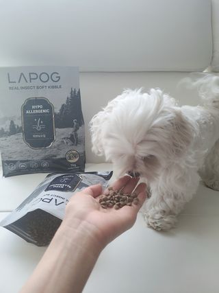 [푸디웜] 라포그 리얼인섹트 소프트키블 스킨 1KG — 5점을 준 리뷰어가 2022년 9월 올린 사용 사진