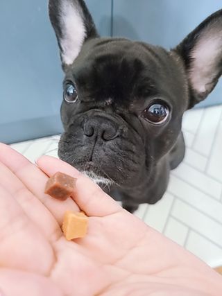 페페로니 진짜 오메가3 연어+소고기 180g+180g — 5점을 준 리뷰어가 2021년 7월 올린 사용 사진