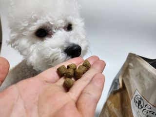 캐닌캐비어 알카라인 홀리스틱 그레이프리 앙뜨레 ALS_4종 오픈스카이, 와일드오션, 프리스피릿, 스페셜니즈 — 5점을 준 리뷰어가 2023년 2월 올린 사용 사진