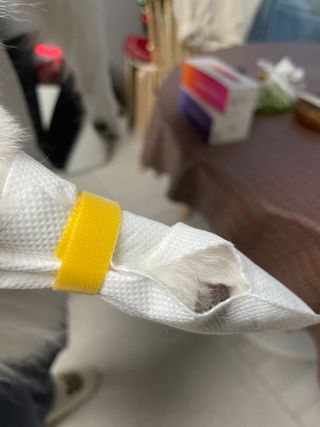 코보콩 에어슈즈 강아지 일회용 신발 소용량 패키지 20매 초경량  미끄럼방지 실내외 겸용 — 2점을 준 리뷰어가 2022년 2월 올린 사용 사진