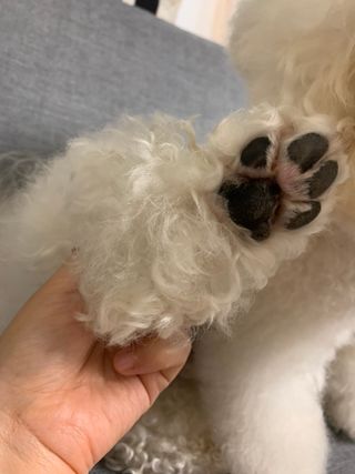 마리앤루이펫샴푸 [mari and louie pet shampoo] — 5점을 준 리뷰어가 2021년 6월 올린 사용 사진