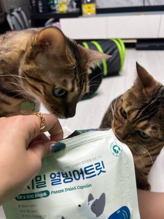 [펫시밀] 원물그대로 영양듬뿍 동결건조 왕북어트릿300g,왕치킨트릿400g,열빙어트릿300g 대용량 간식 — 5점을 준 리뷰어가 2023년 5월 올린 사용 사진