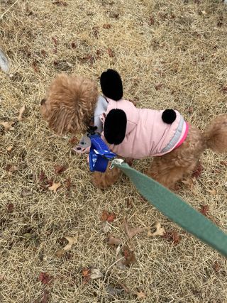 베이컨박스 [BACON] 고아웃클럽 산책 안전벨트 — 5점을 준 리뷰어가 2021년 2월 올린 사용 사진