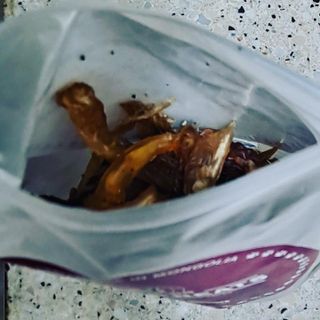 [졸리졸리] 말고기 육포 간식 (HORSE MEAT JERKY) — 5점을 준 리뷰어가 2023년 1월 올린 사용 사진