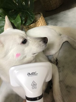 아베크 펫 강아지 고양이 애견 에어 브러쉬 드라이기 올인원 — 4.5점을 준 리뷰어가 2021년 7월 올린 사용 사진