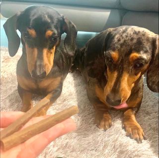 My Pet Care 천연단백질 치아건강에 개좋아 — 4.5점을 준 리뷰어가 2021년 1월 올린 사용 사진