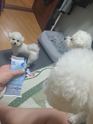 My Pet Care 장건강에 개좋아 — 5점을 준 리뷰어가 2021년 1월 올린 사용 사진
