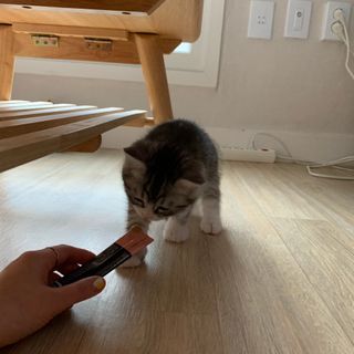코코몰리 고양이 구강• 헤어볼 데일리 /신장• 요로 데일리 — 5점을 준 리뷰어가 2021년 1월 올린 사용 사진