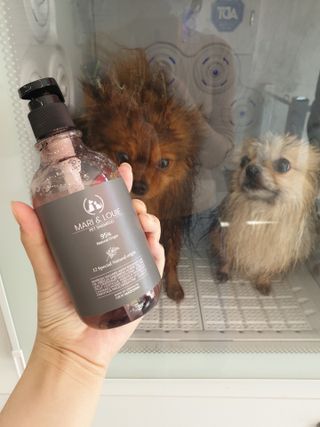 마리앤루이펫샴푸 [mari and louie pet shampoo] — 4점을 준 리뷰어가 2021년 5월 올린 사용 사진
