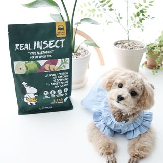 [푸디웜] 라포그  리얼인섹트 웨이트밸런스 저알러지 강아지 사료  1.2KG — 5점을 준 리뷰어가 2022년 6월 올린 사용 사진