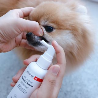 프리[경남제약 레모나x댕모어]  강아지 고양이 구취제거 충치 예방 덴탈클리너 120ml — 5점을 준 리뷰어가 2024년 7월 올린 사용 사진