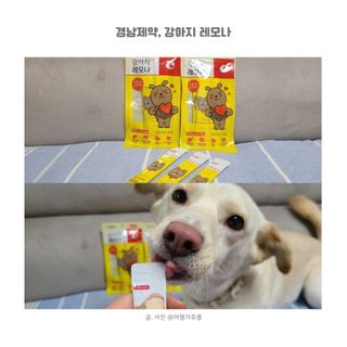 [레모나] 강아지 레모나 강아직 영양 간식 4종 택 1 — 5점을 준 리뷰어가 2023년 12월 올린 사용 사진