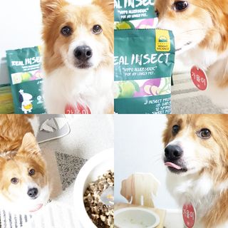 [푸디웜] 라포그  리얼인섹트 웨이트밸런스 저알러지 강아지 사료  1.2KG — 4.5점을 준 리뷰어가 2022년 7월 올린 사용 사진