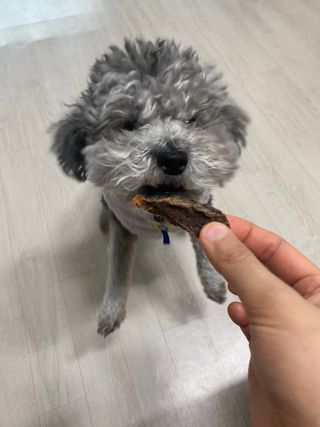 [졸리졸리] 말고기 육포 간식 (HORSE MEAT JERKY) — 5점을 준 리뷰어가 2023년 1월 올린 사용 사진