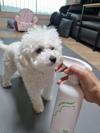 [푸푸몬스터] 비건 펫 데오 스프레이(탈취제) 500ml (유향/무향 택 1) — 4점을 준 리뷰어가 2022년 6월 올린 사용 사진