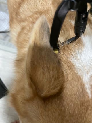 맹쥬님이 올린 리뷰 사진 4