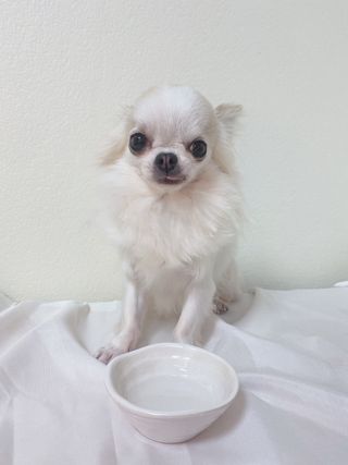 펫시랩 반려견용 액상 프리바이오틱스 아쿠아펫 — 4점을 준 리뷰어가 2021년 1월 올린 사용 사진