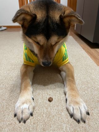 My Pet Care 천연단백질 관절건강에 개좋아 — 5점을 준 리뷰어가 2021년 1월 올린 사용 사진