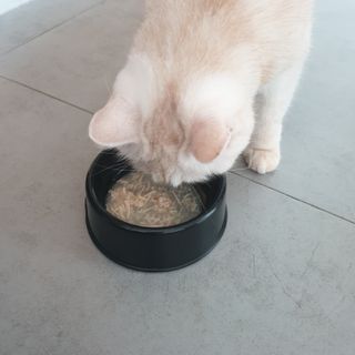 비타크래프트 고양이 수프 50g 3가지맛 x4팩씩 총 12팩 — 5점을 준 리뷰어가 2021년 10월 올린 사용 사진