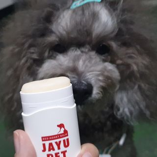 [레드허니밤]자유펫 고양이 강아지 발바닥 밤 14g — 5점을 준 리뷰어가 2021년 11월 올린 사용 사진