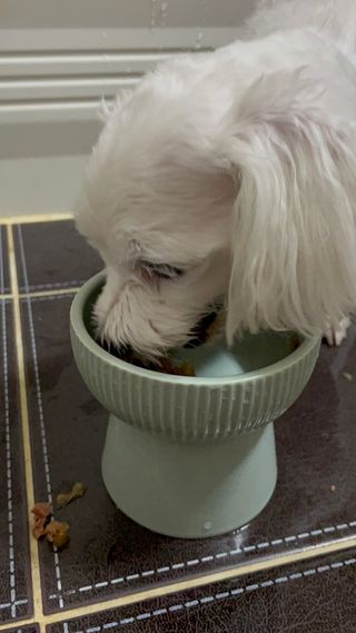 비타크래프트 조에시 하트캔 85g 강아지 습식캔 10캔 — 5점을 준 리뷰어가 2021년 10월 올린 사용 사진