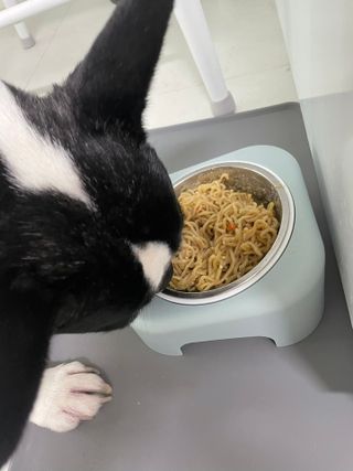 안심댕면 강아지라면 5봉지+쓰담쓰담 종합영양제 2스틱 샘플 증정 — 5점을 준 리뷰어가 2022년 8월 올린 사용 사진