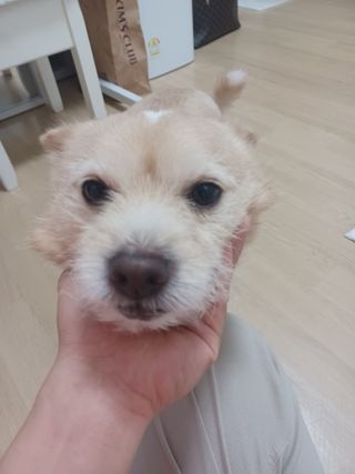 [푸디웜] 라포그  리얼인섹트 웨이트밸런스 저알러지 강아지 사료  1.2KG — 5점을 준 리뷰어가 2022년 7월 올린 사용 사진