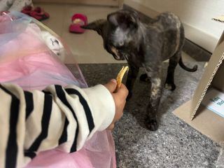[펫시밀] 원물그대로 강원도 인제군 용대리 무염황태채 60g 강아지 고양이 프리미엄 수제간식 — 5점을 준 리뷰어가 2023년 11월 올린 사용 사진