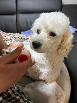 [레드허니밤]자유펫 고양이 강아지 발바닥 밤 14g — 5점을 준 리뷰어가 2021년 11월 올린 사용 사진