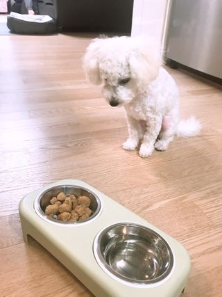 [보장균수500만] 건강한장 프로젝트 강아지사료 보스독 프로바이오틱스 340.19g 2종 — 5점을 준 리뷰어가 2021년 2월 올린 사용 사진