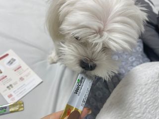 웰케어유산균 체험팩 10일분 (강아지용/고양이용) — 5점을 준 리뷰어가 2022년 12월 올린 사용 사진