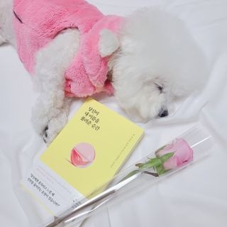 삼숑이맘님이 올린 리뷰 사진 1
