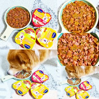 비타크래프트 조에시 하트캔 85g 강아지 습식캔 10캔 — 5점을 준 리뷰어가 2021년 10월 올린 사용 사진