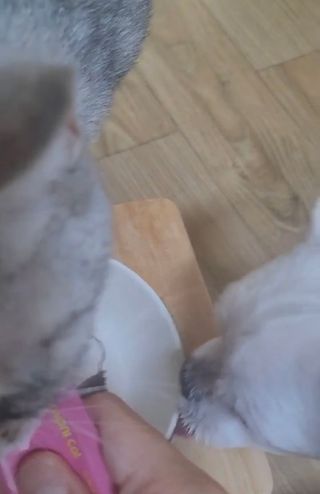 페페로니 맛있는 스틱 - 무항생제 닭고기 15개 + 알래스카 연어 15개 — 5점을 준 리뷰어가 2021년 8월 올린 사용 사진
