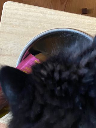 페페로니 맛있는 스틱 - 무항생제 닭고기 15개 + 알래스카 연어 15개 — 5점을 준 리뷰어가 2021년 8월 올린 사용 사진