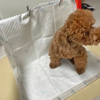 아베크 펫 와이드 프리미엄 대형 애견 강아지 배변 패드 30매 1팩 80g — 5점을 준 리뷰어가 2021년 7월 올린 사용 사진